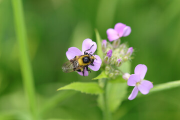 Volucelle bourdon (Volucella bombylans)
Volucella bombylans in its natural element
