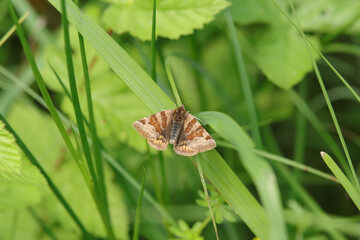 Doublure jaune (Euclidia glyphica)
Euclidia glyphica in its natural element
