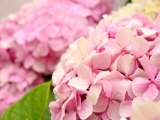Pink hortensia flowers