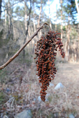 塩の味がするヌルデの実（長野県）
