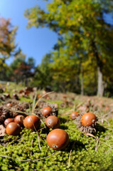 公園の中に落ちているどんぐり（クヌギ）