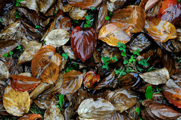 秋の森の濡れ落ち葉