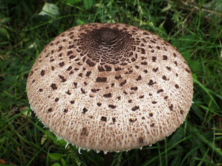 大きなカラカサタケの傘（長野県）