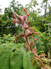 オニグルミの雄花（長野県）