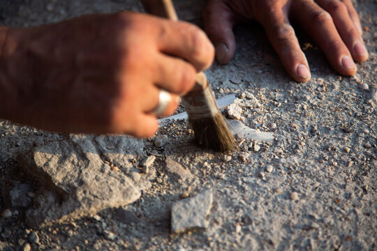 An archaeologist cleans a found artifact in the form of bones with a brush. Historical reconstruction of archaeological research of the 19th century. Close-up on the artifact. Hand in blur