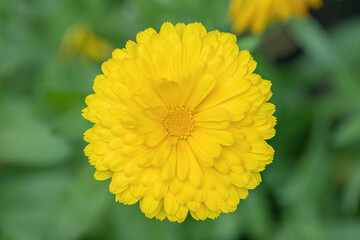 Yellow marigold flower with double blossom (Genus Calendula).