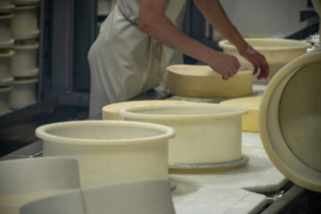 Fruitiere french cheese production farm, morning works making of wheels, rounds of Comte cheese from raw cow milk, Franche-Comte, Jura, France