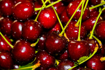 Cherries close-up, fresh and splashed with water