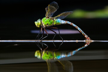 Dragonfly aeshna mixta aka migrant hawker dragonfly is laying eggs in water. Nice reflection on...
