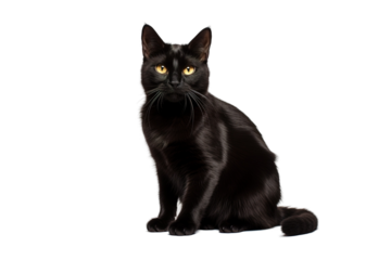 Twilight Whispers: A Black Cats Gaze on White or PNG Transparent Background.