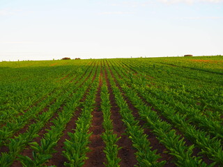 Perfectly aligned beet plantation growing in the field.