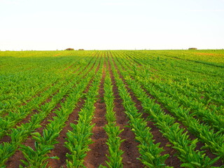 Perfectly aligned beet plantation growing in the field.