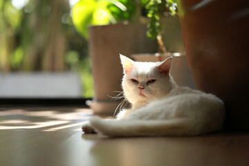 White cat and beautiful sunlight