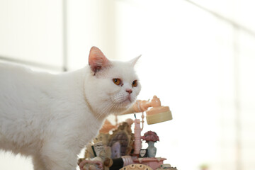 White cat and beautiful sunlight