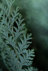 Green Christmas texture natural background. The evergreen coniferous tree Thuja