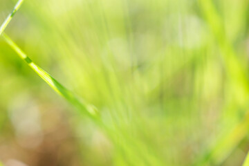 green grass leaf in garden with blur background