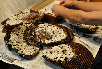 蜂の巣から蜂の子を取る様子