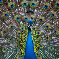 peacock with feathers