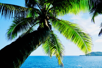 Palm tree with green fronds overlooking the ocean in Seychelles, with a clear blue sky in the background