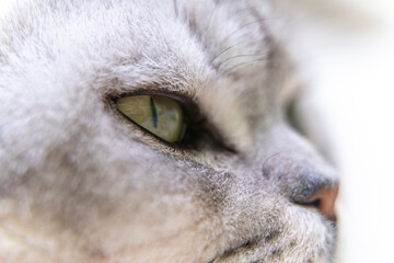 Cat's eye. Close up on a green cat's eye