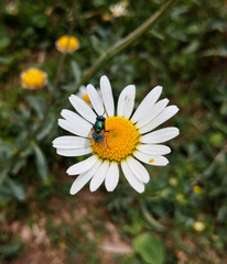 Obraz premium White daisy flower in full bloom, honey bee on a flower picking pollen grains