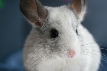 photo of a white chinchilla