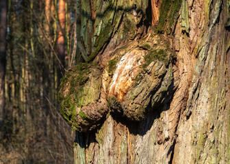 Narośl na drzewie. © Leszek