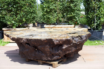 a large diameter tree cut stands outside on a pallet