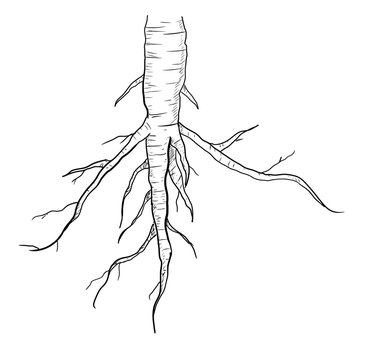 tap root digital illustration drawing isolated