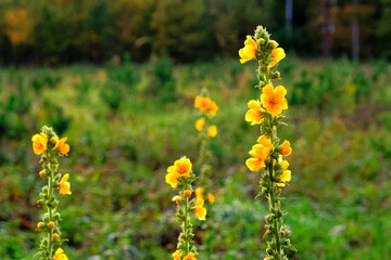 Obraz premium Przydrożne kwiaty Poland Świętokrzyskie.