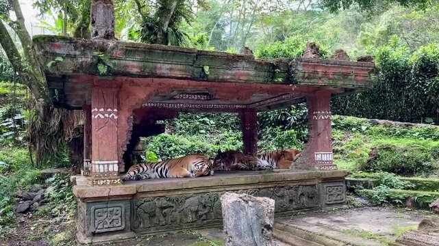 Three sleeping tigers in the rainforest in the morning at the zoo. Bengal tigers are a population of the subspecies Panthera tigris and a nominate tiger subspecies.