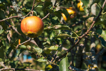 Close-up of ripe apples hanging from a branch decorated with green leaves