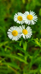 Fototapeta premium Daisies in spring. Chamomile. Close-up of white daisy flower.
