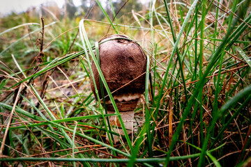 Grzybek jesienny. Poland © Leszek