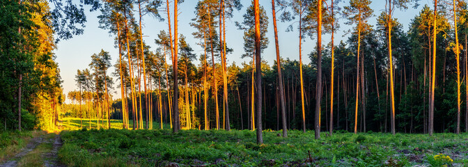 Las o zachodzie słońca Poland Swiętokrzyskie. © Leszek