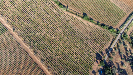 Stunning aerial view of Alentejo vineyards captured by a drone, showcasing the picturesque landscape of Portugal's wine country.