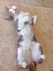 A cat lies on its back in deep sleep on a cool surface for comfort during warm weather