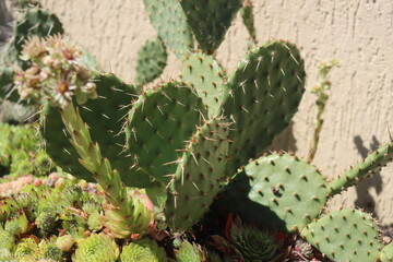 Opuntia humifusa NEW JERSEY Opuncja kaktus