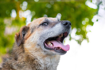 Portrait of a dog with an open mouth and a protruding tongue in the summer heat