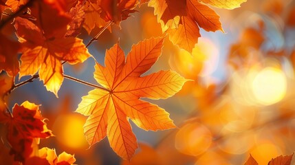 Fototapeta premium Orange leaves on a sunny autumn day with a blurry background, Colorful fall foliage background, warm colorful autumn leaves on a tree branch, AI generated