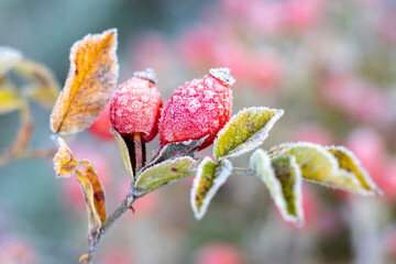 Fototapeta premium Frost-covered red rosehip berries on a bush on a blurred background