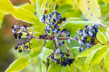 Frost-covered elderberry berries on a bush on a blurred background
