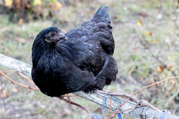 A black hen sits in the garden on a pole