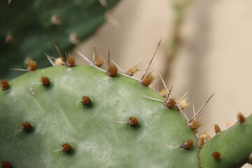 Opuntia humifusa NEW JERSEY Opuncja kaktus