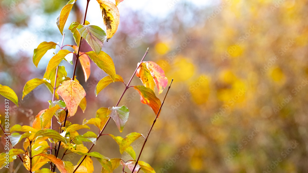 Aufkleber multicolored leaves on a tree branch in the forest on a blurred background