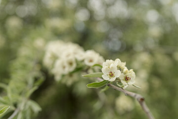 Willow leaf pear blossom in spring