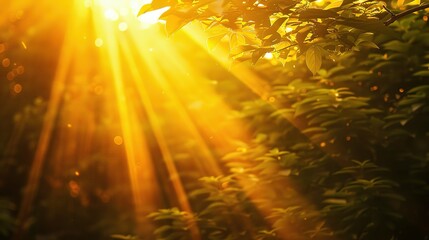 Sun rays shining through the green leaves of a tree
