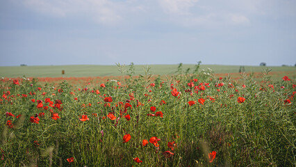 poppy chamomile cornflower fields