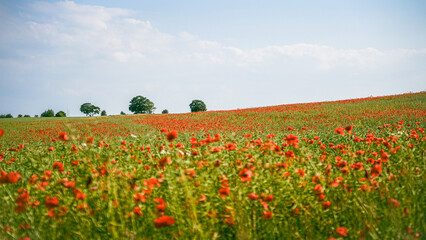  poppy chamomile cornflower fields
