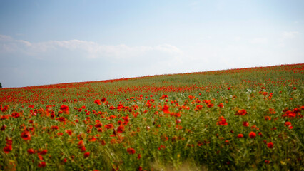  poppy chamomile cornflower fields
